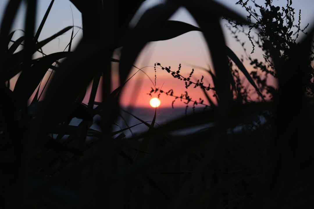 silhouette of plants during sunset