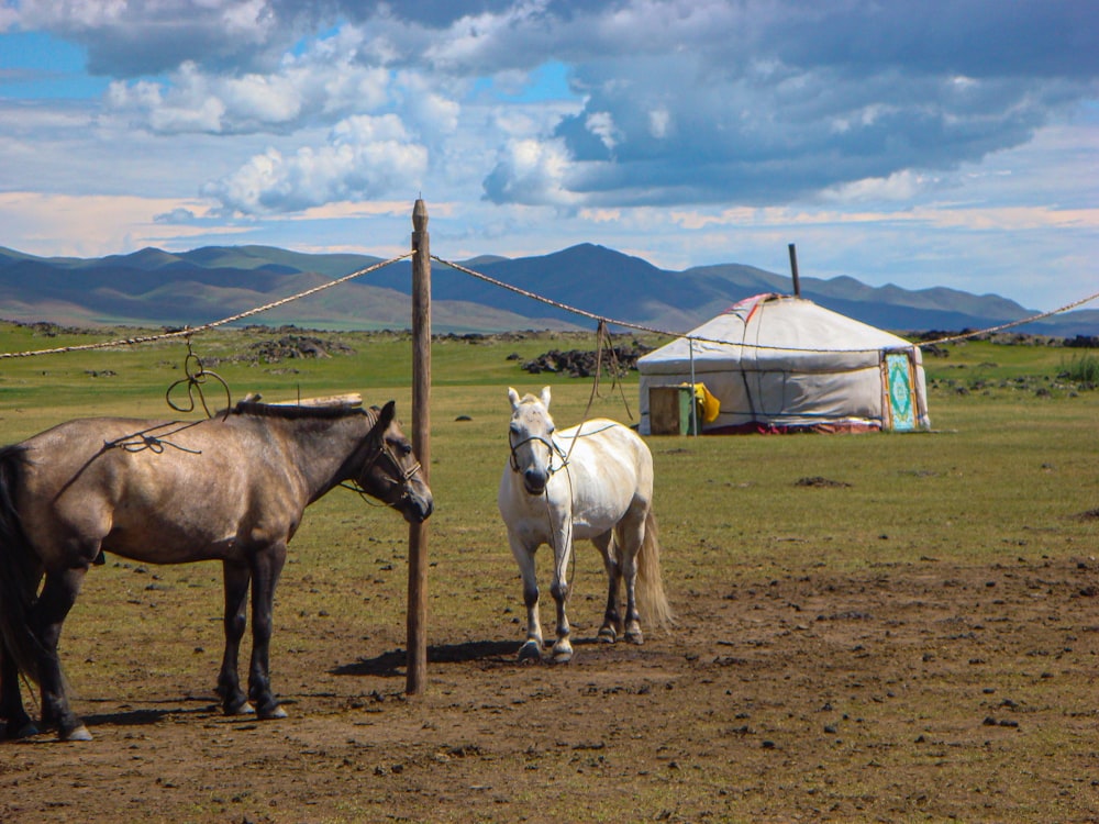 cavallo bianco su campo marrone sotto cielo blu durante il giorno