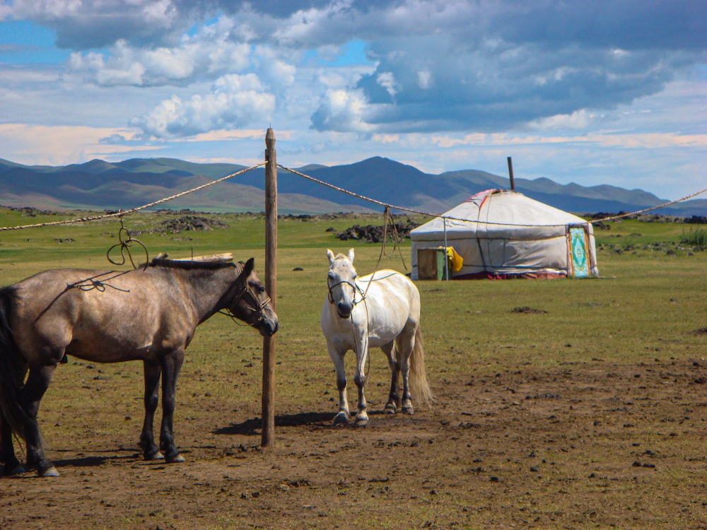 white horse on brown field under blue sky during daytime