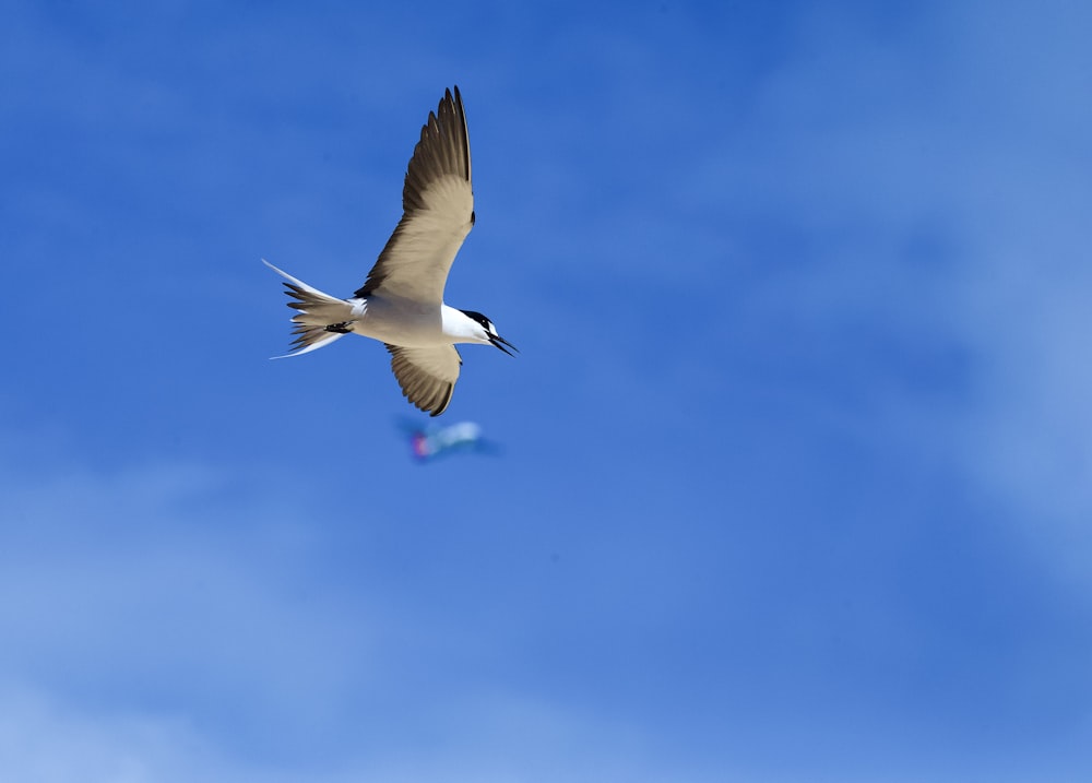 white and black bird flying during daytime