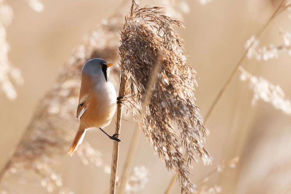 blue and white bird on brown tree branch during daytime