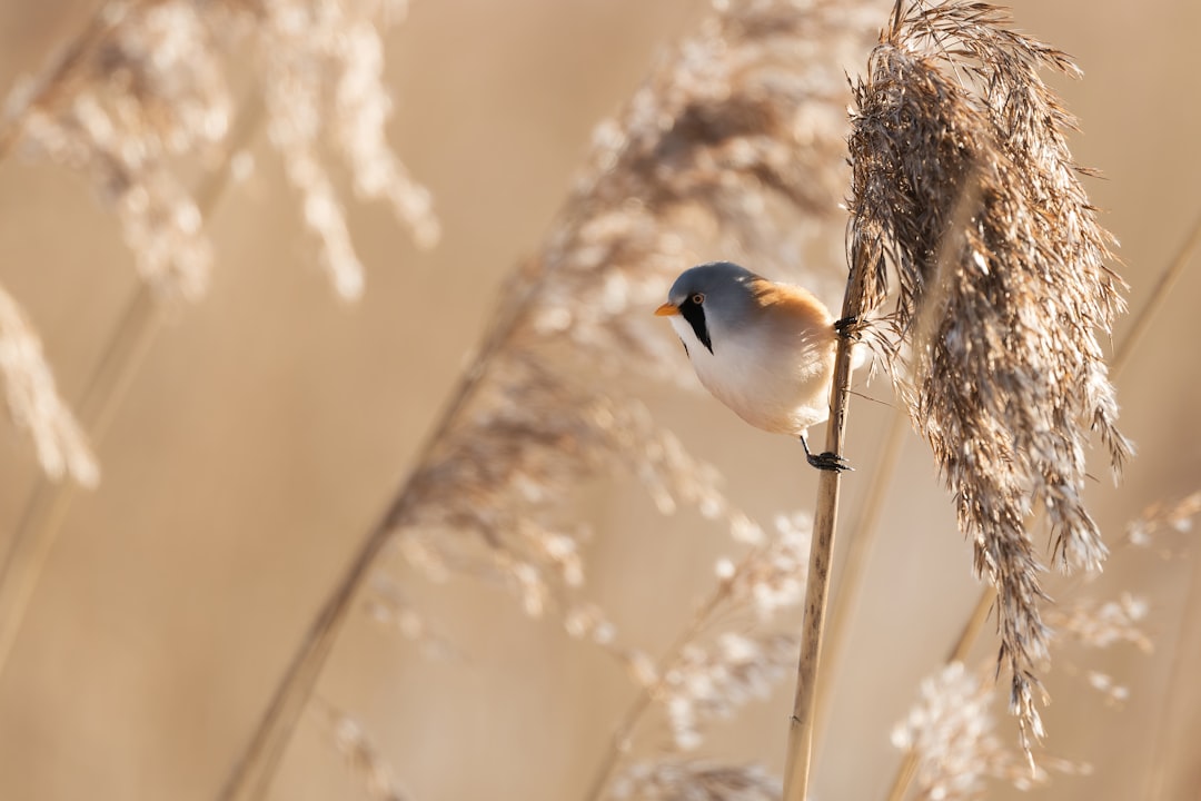 white and black bird on brown nest