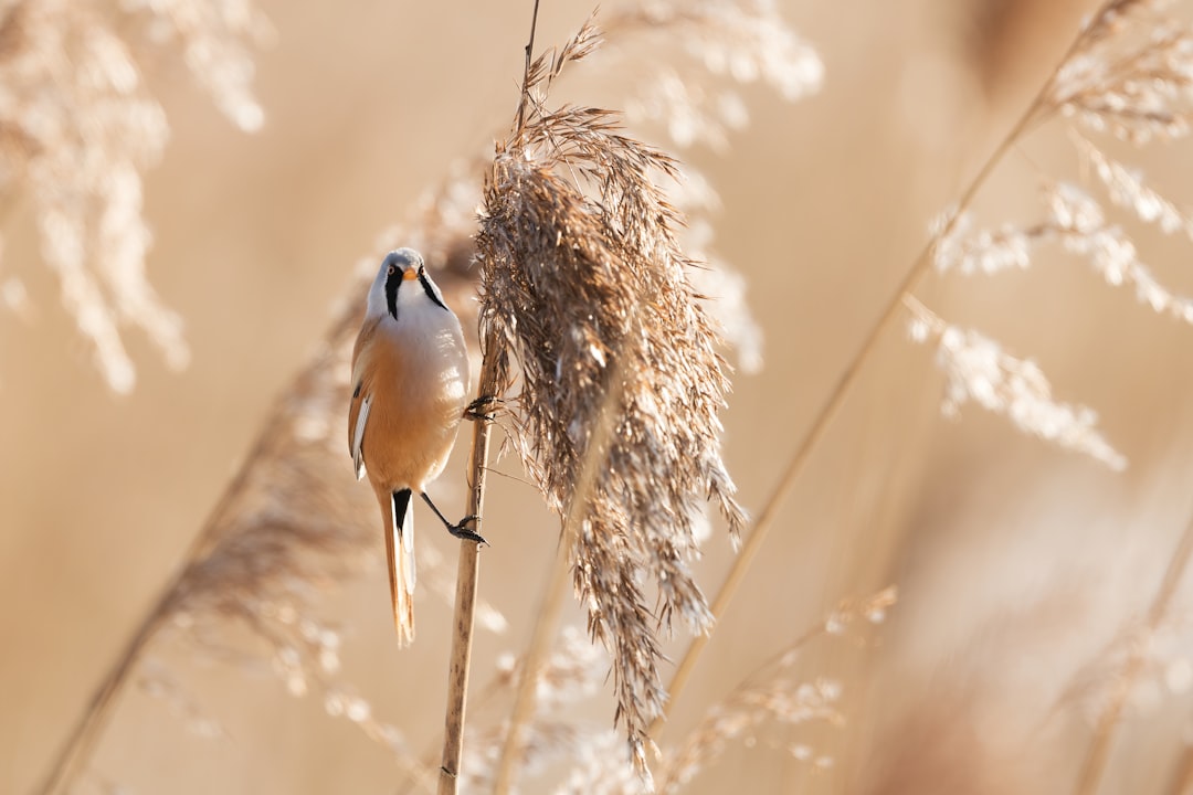 blue and white bird on brown tree branch during daytime