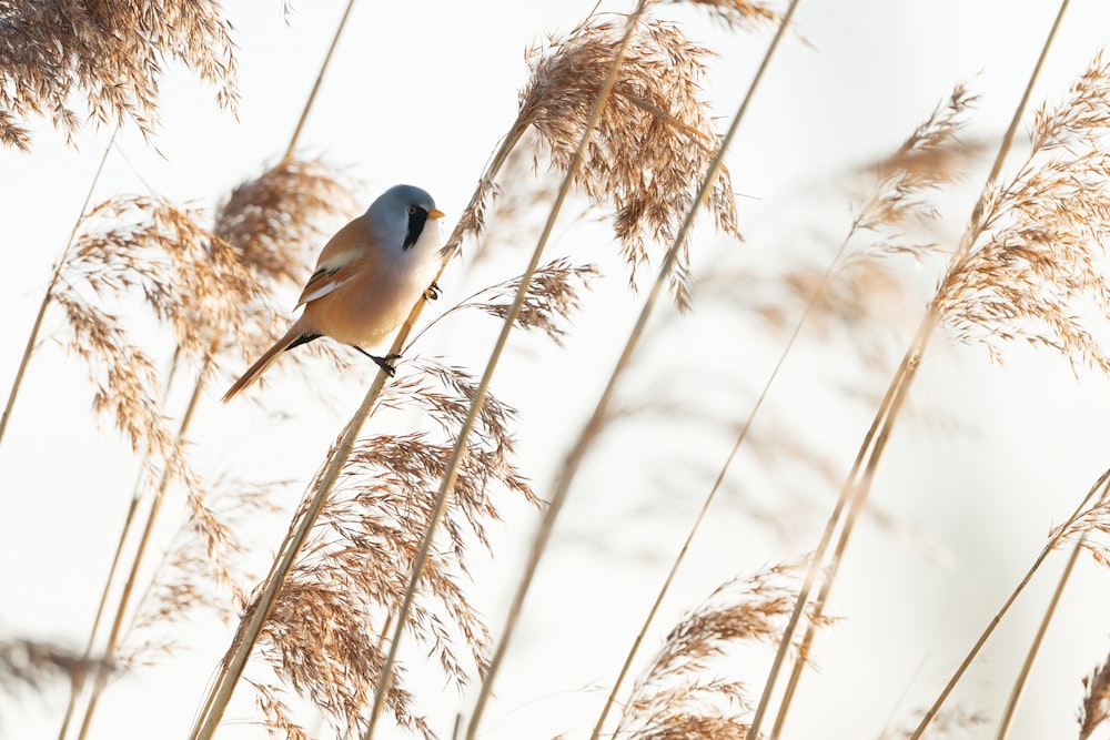 blue and white bird on brown tree branch during daytime