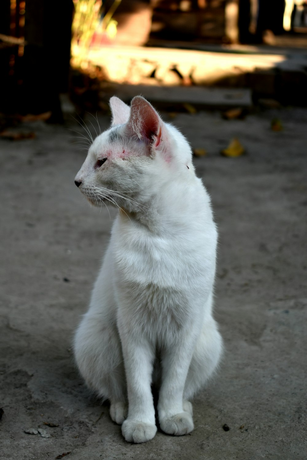 white cat on gray sand