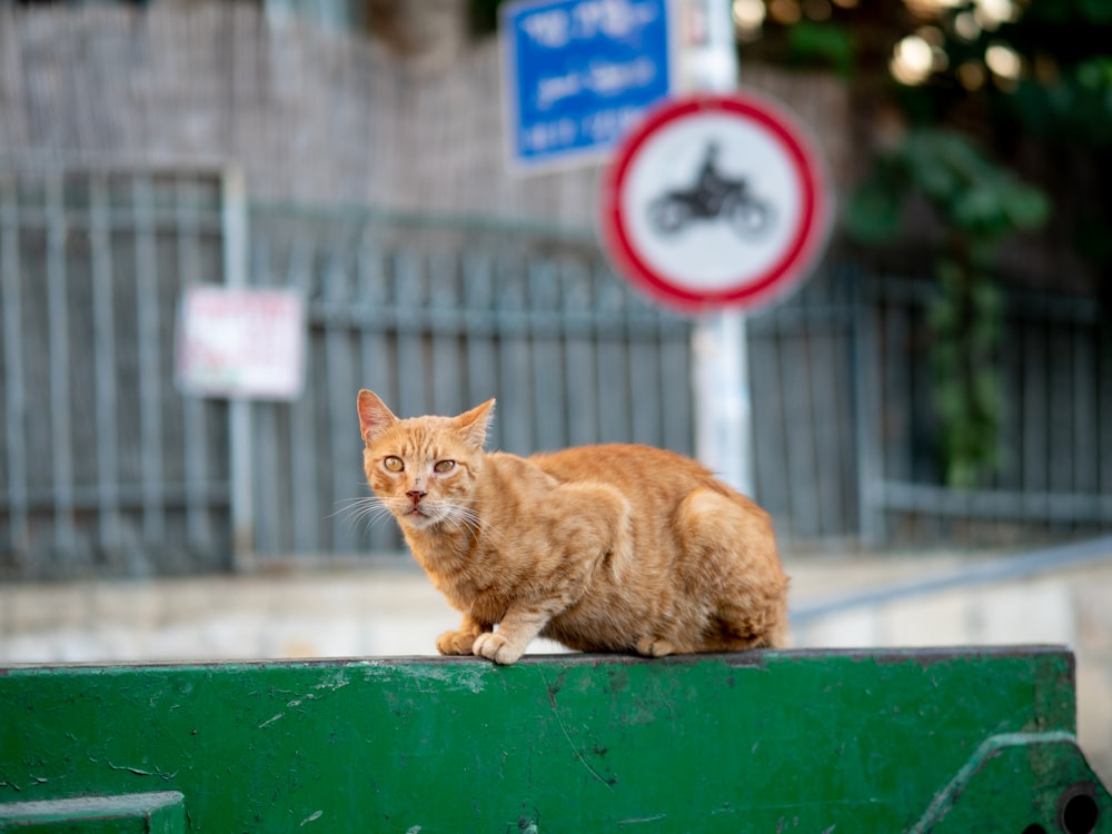 orange tabby cat on green wooden table