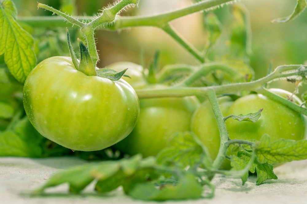 白いテーブルの上の緑のトマト