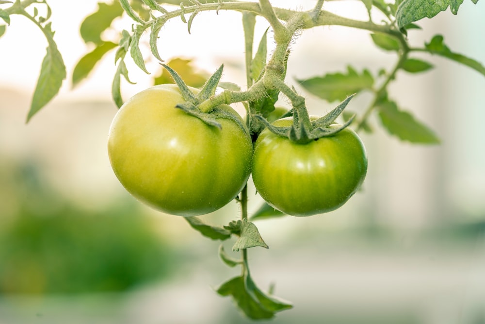 green tomato on brown stem