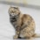 A fluffy, multicolored cat sits alertly on a light gray tiled floor. The cat's fur is a mix of brown, black, and cream, and it has striking yellow-green eyes. The background is softly blurred, putting emphasis on the cat.