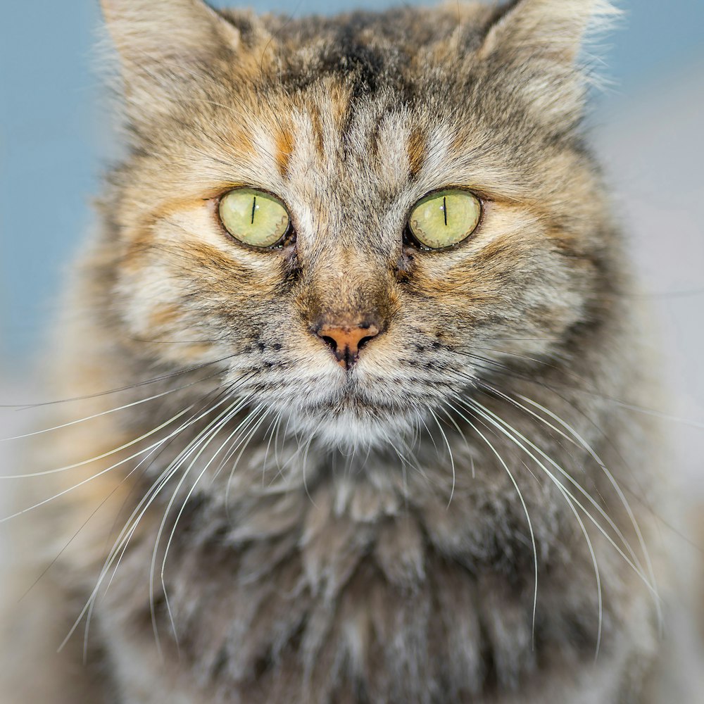 brown and black long fur cat