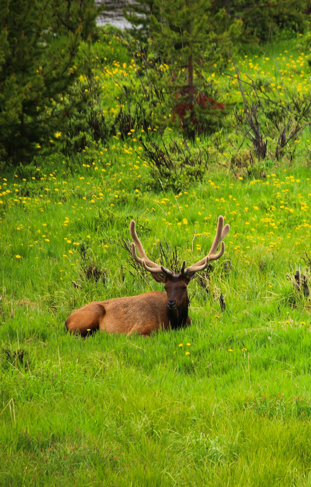 brown deer on green grass field during daytime