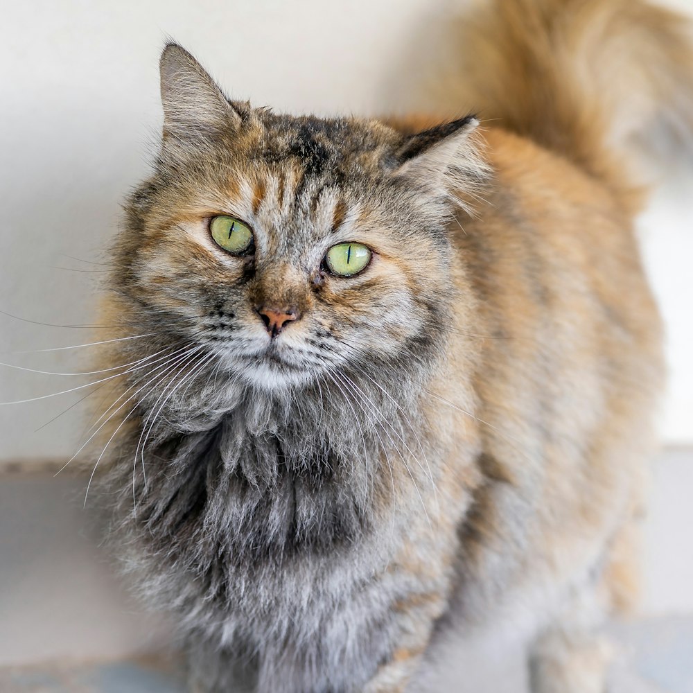 brown and black long fur cat