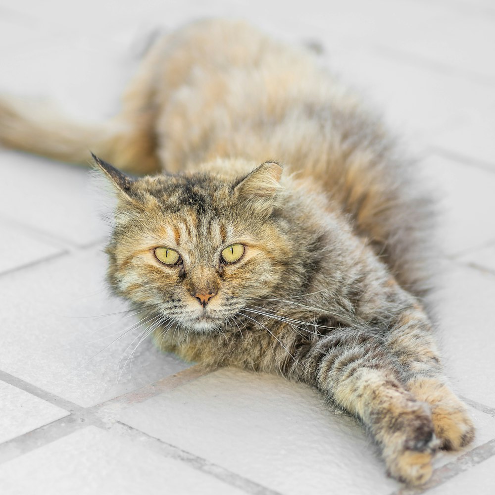 brown tabby cat lying on white floor tiles