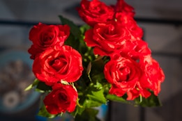 A vibrant bouquet of red roses, with petals glistening as they catch the light. The rich, velvety texture of the flowers contrasts with the dark green leaves beneath them. The background is softly blurred, bringing the elegant arrangement into sharp focus.
