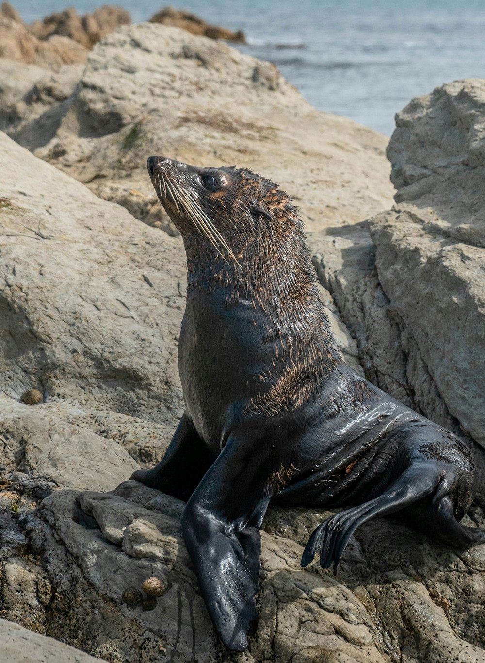 seal on gray rock during daytime