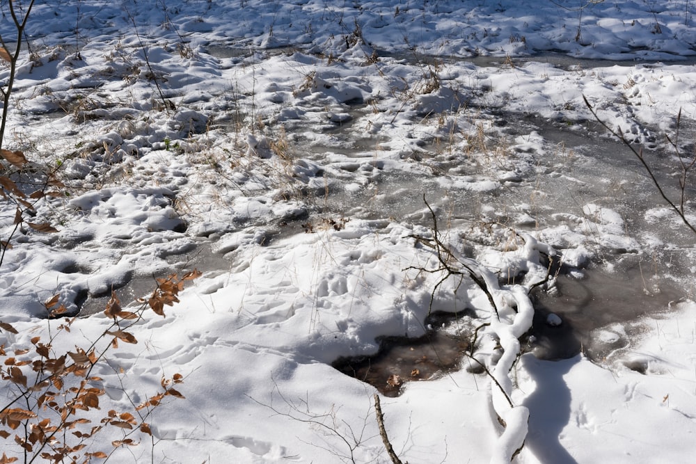 snow covered ground during daytime