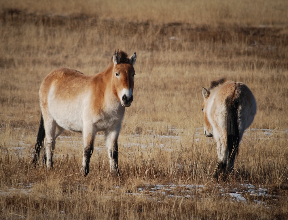 brown and white horse on brown grass field during daytime