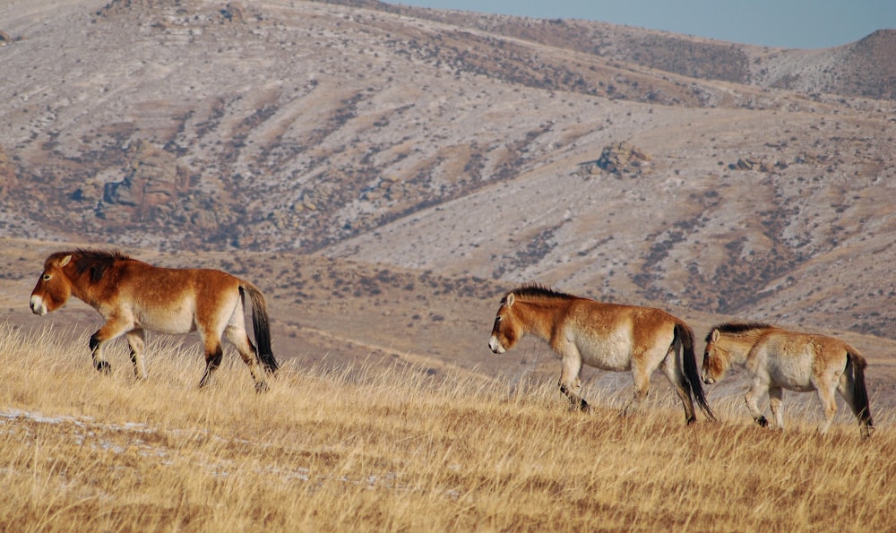 brown and white animal on brown grass field during daytime