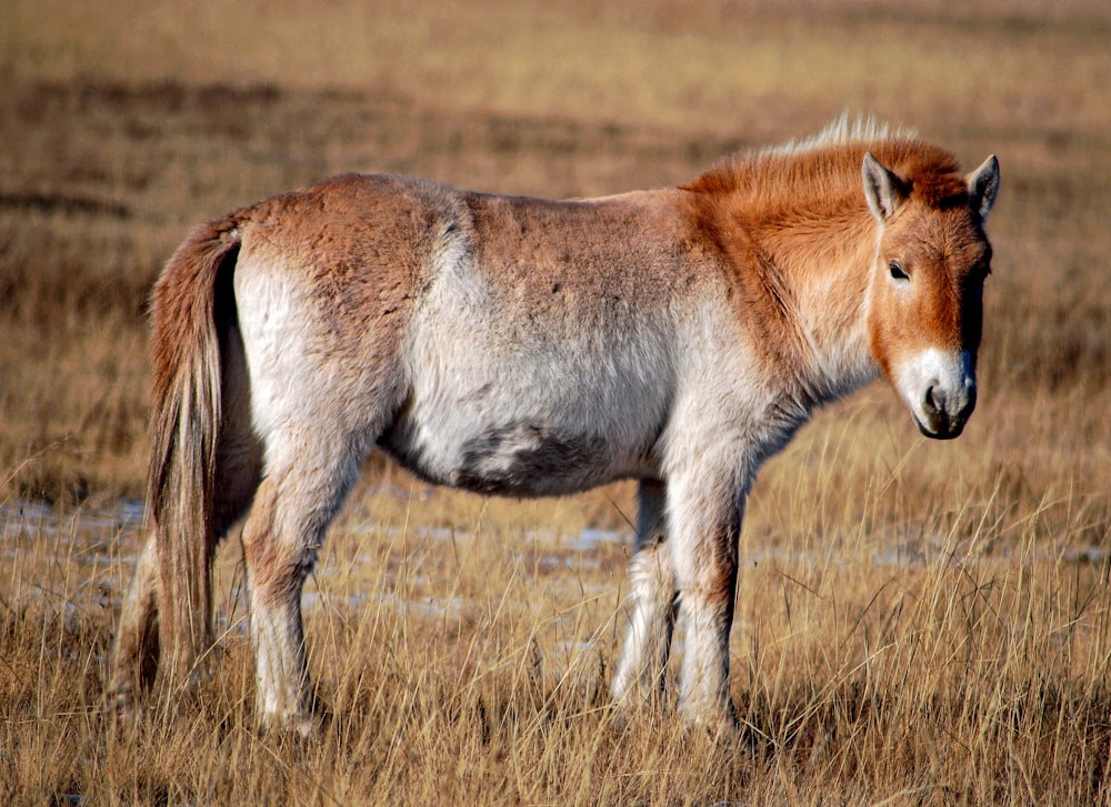 brown and white horse on brown grass field during daytime