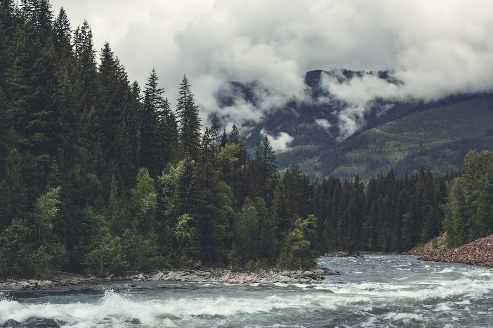 green pine trees near body of water under white clouds during daytime