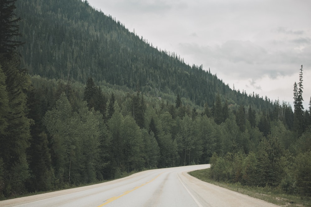 gray asphalt road between green trees during daytime