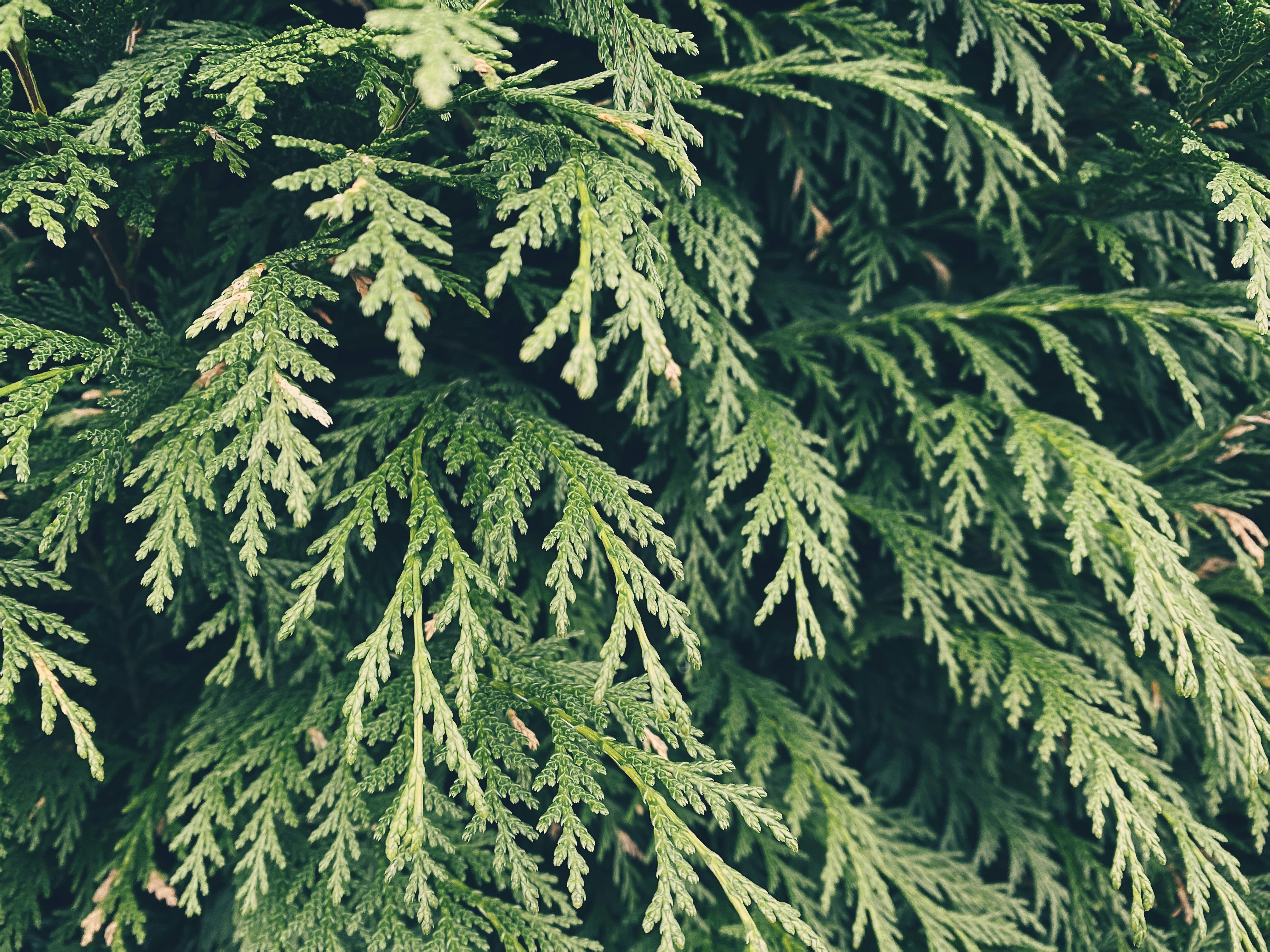green pine tree during daytime