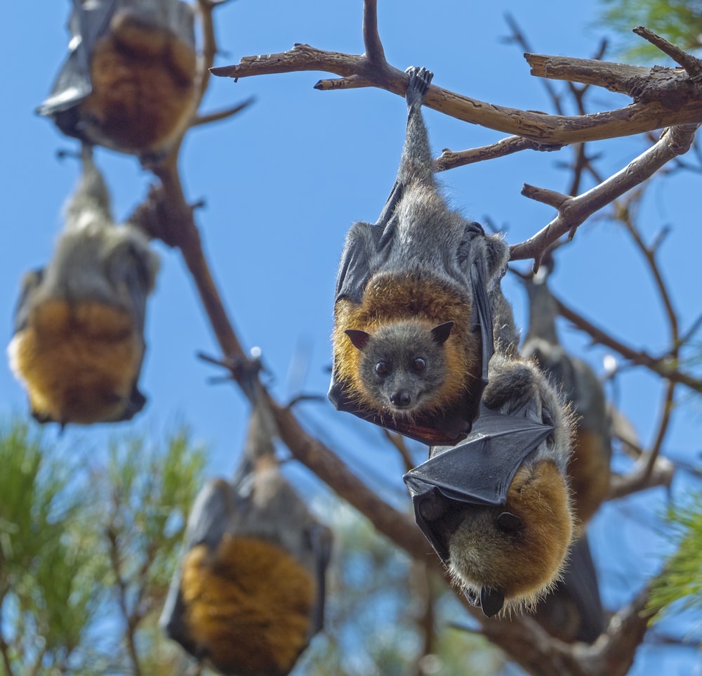 scoiattolo marrone e grigio sul ramo marrone dell'albero durante il giorno