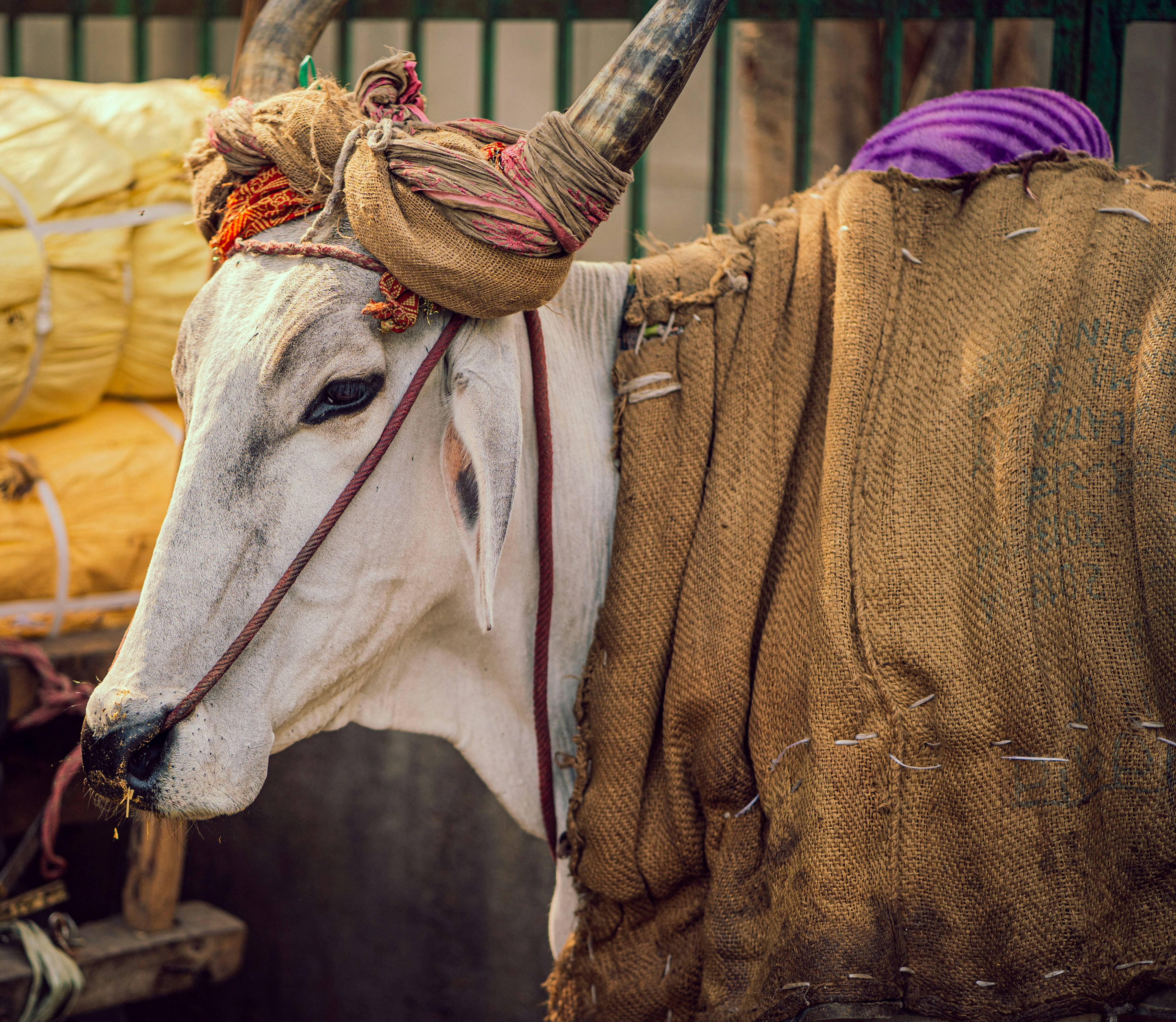 茶色の織物に白い牛の写真 Unsplashで見つけるインドの牛の無料写真