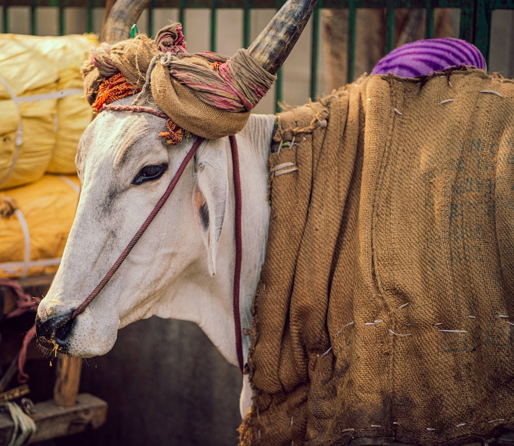 white cow on brown textile