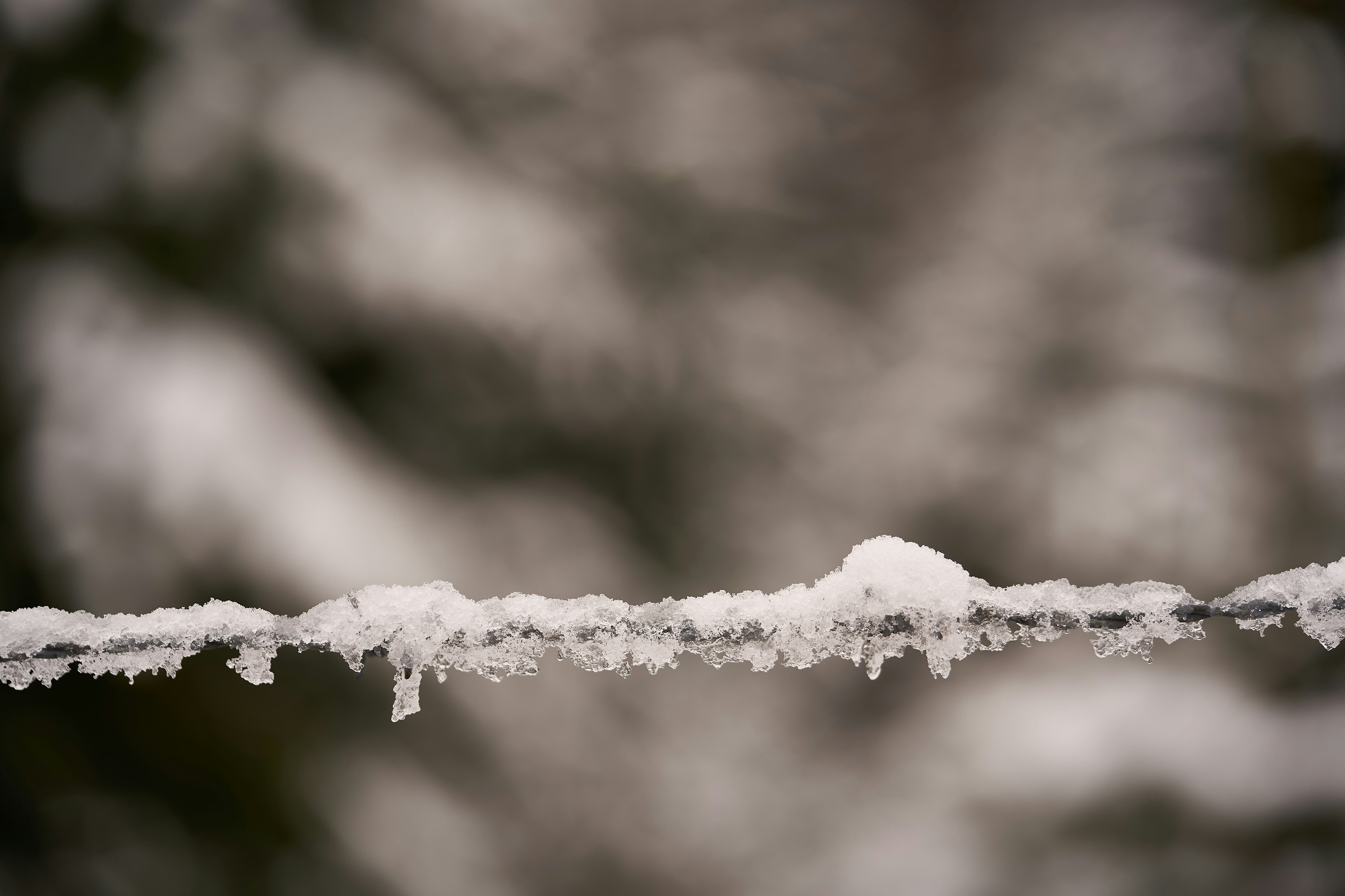 white ice on brown stem