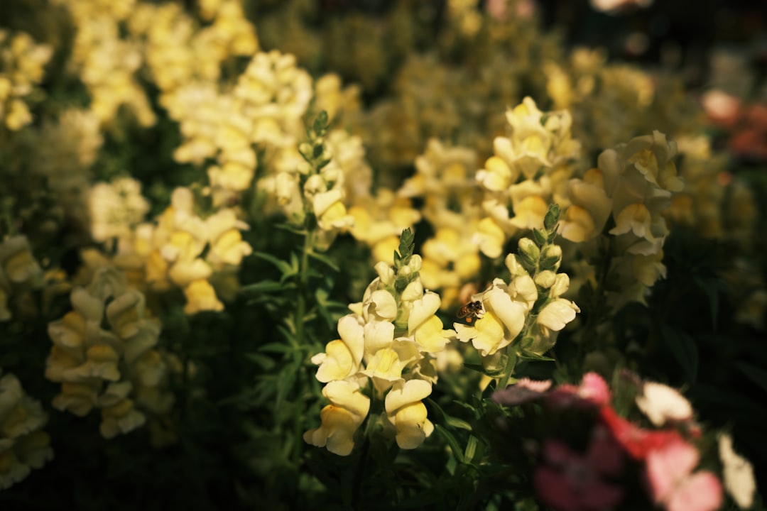 yellow flowers with green leaves