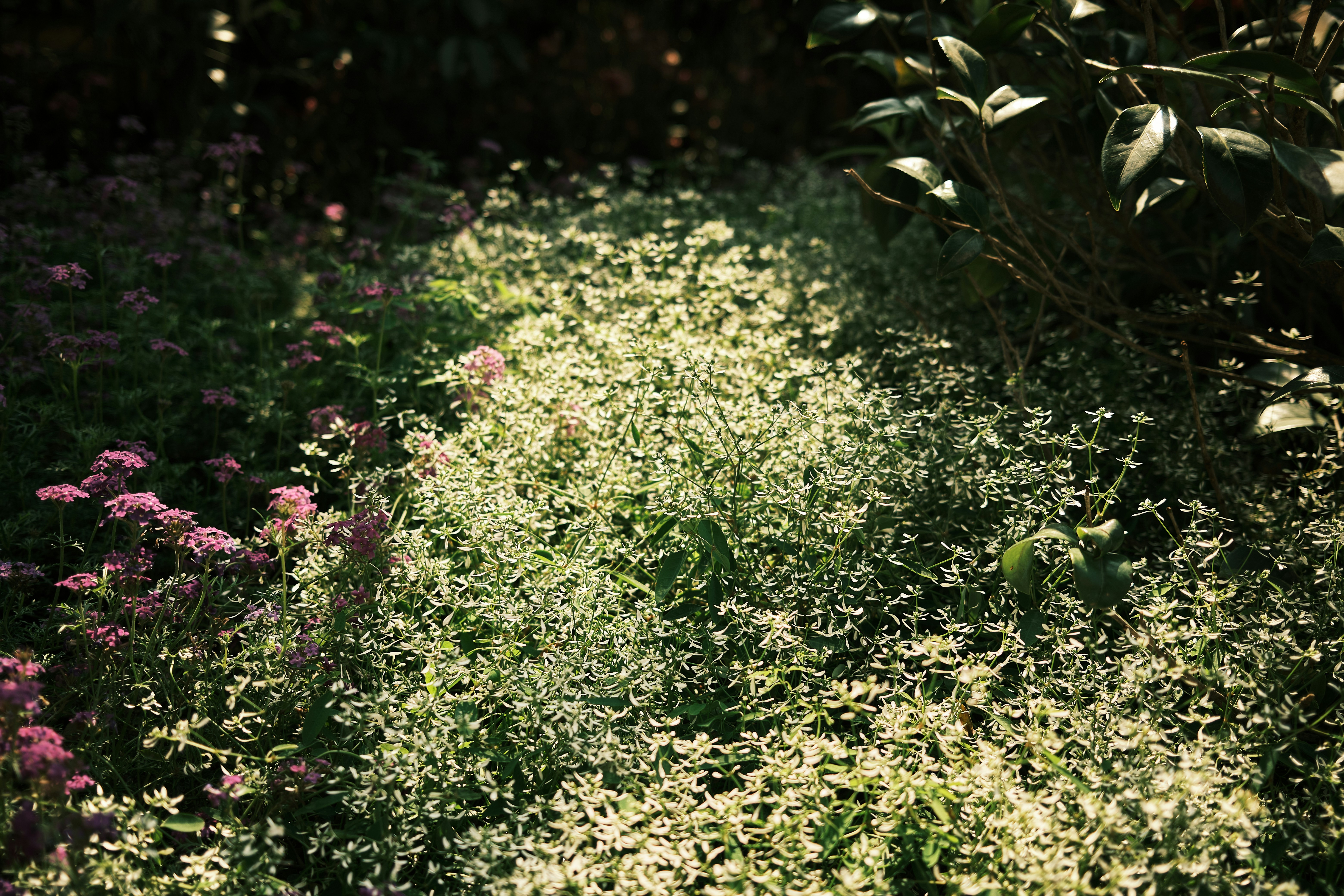 Green grass with pink flowers photo – Free Flower Image on Unsplash