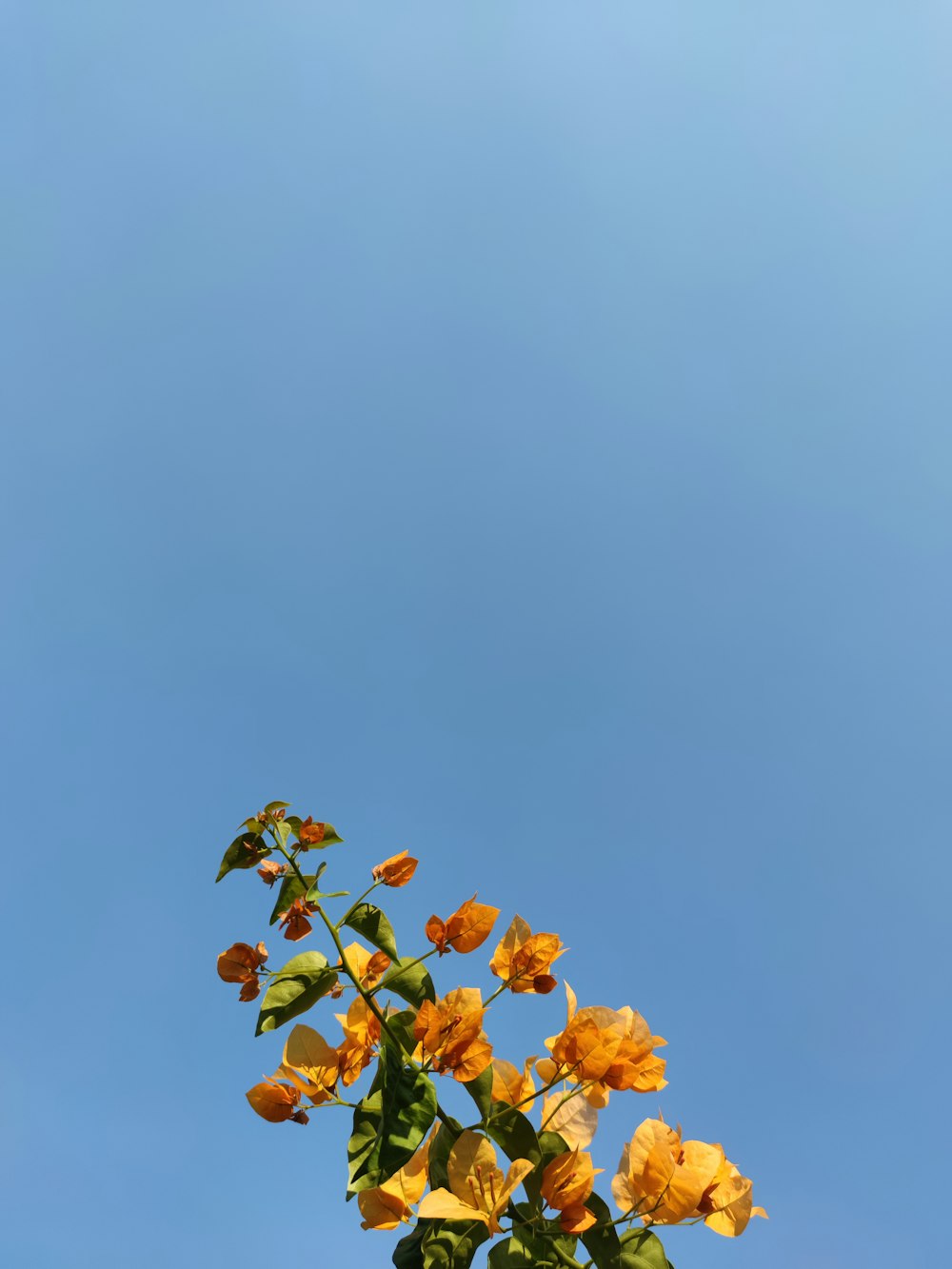 yellow flowers under blue sky during daytime