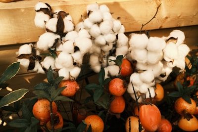Cotton bolls with fluffy white fibers are growing alongside small orange fruits and dark green leaves, set against a wooden background.