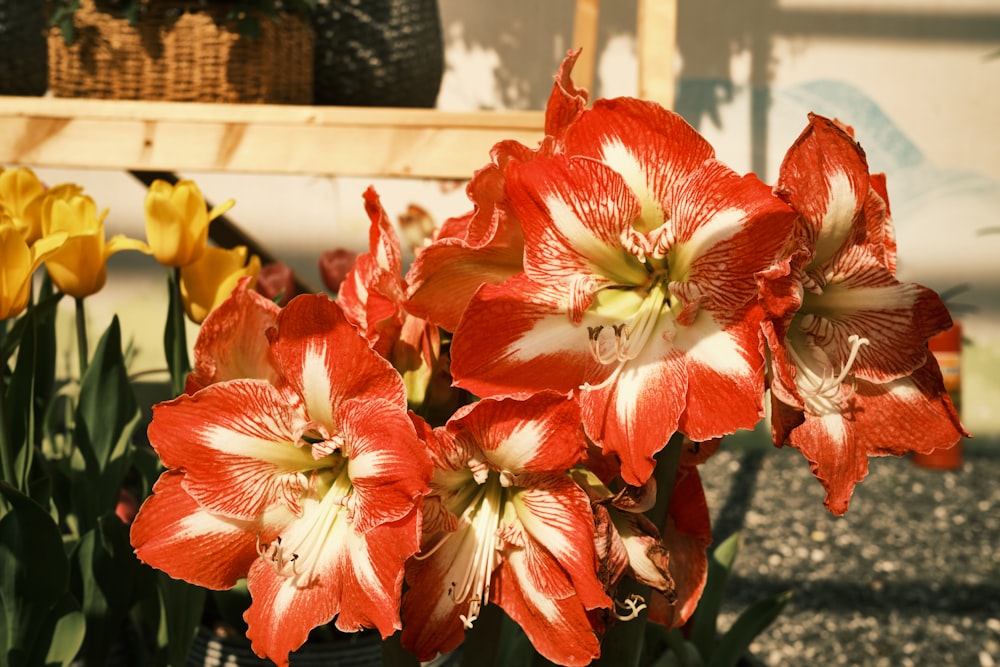 red and white flowers on white ceramic vase