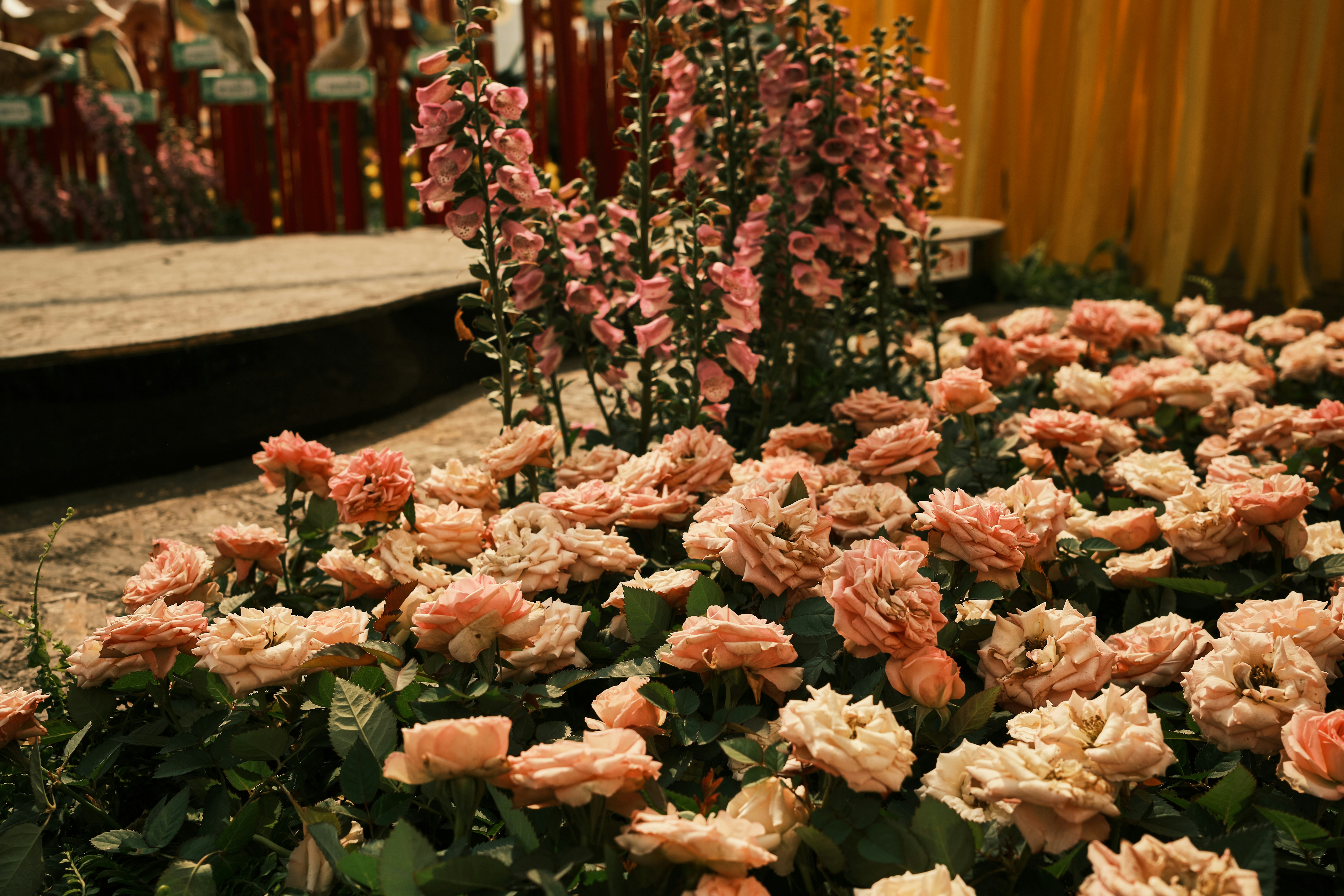 Pink and white flowers on wooden table