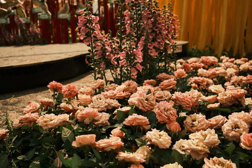 pink and white flowers on brown wooden table