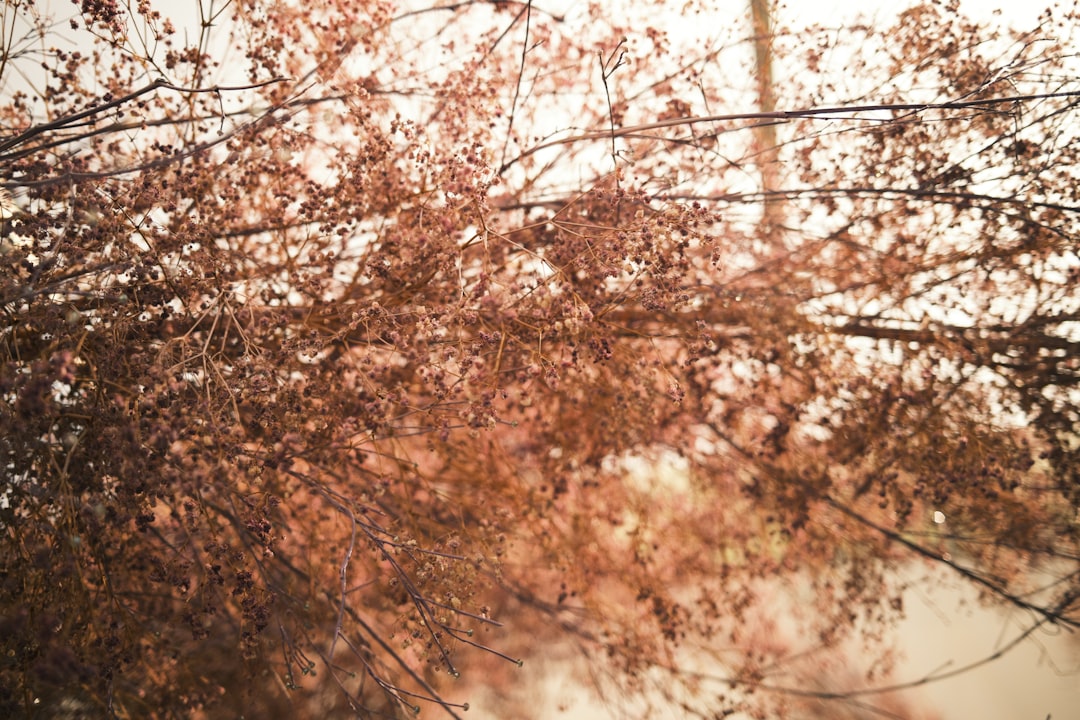 brown leaf trees during daytime