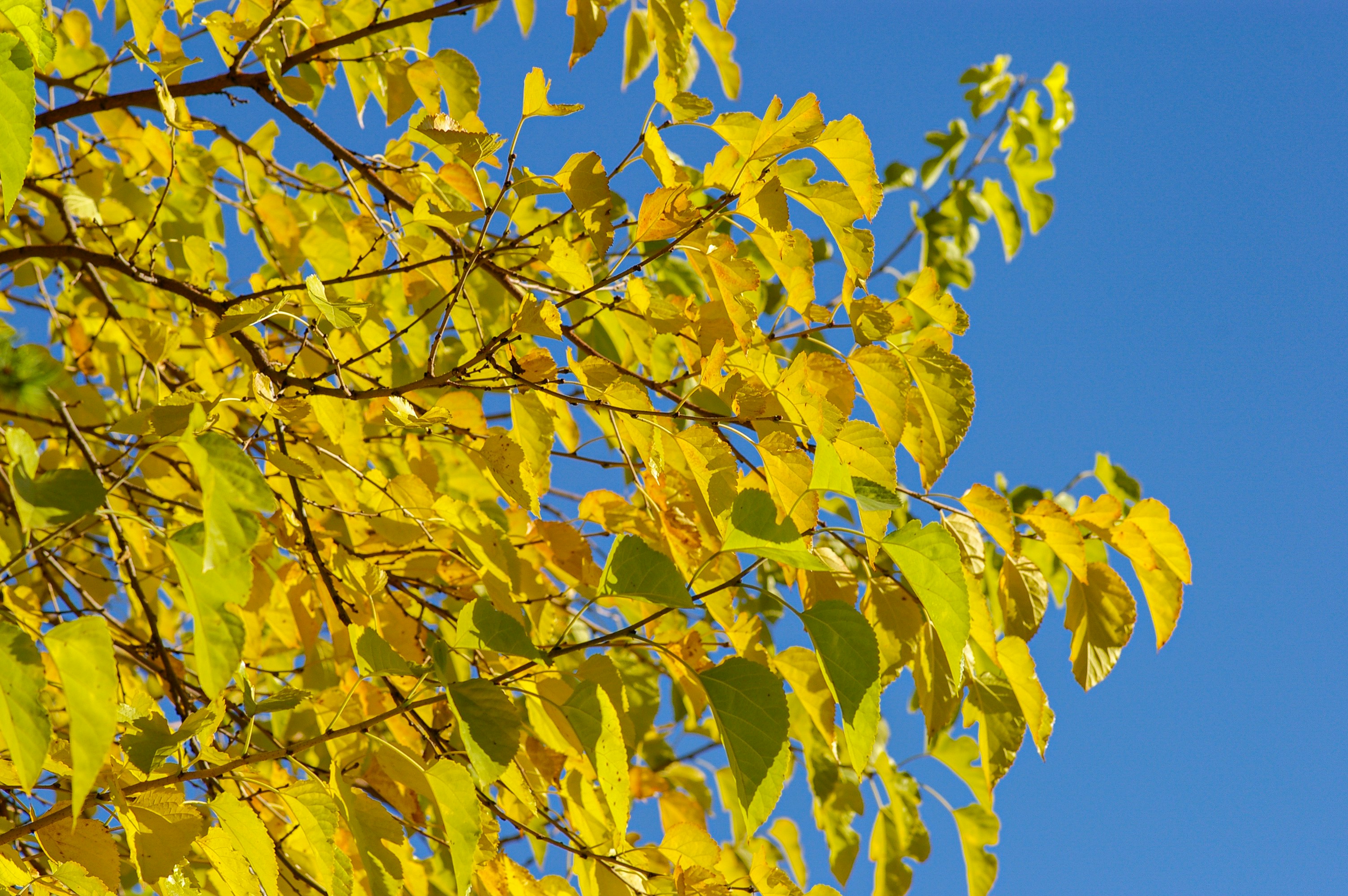 yellow leaves under blue sky during daytime