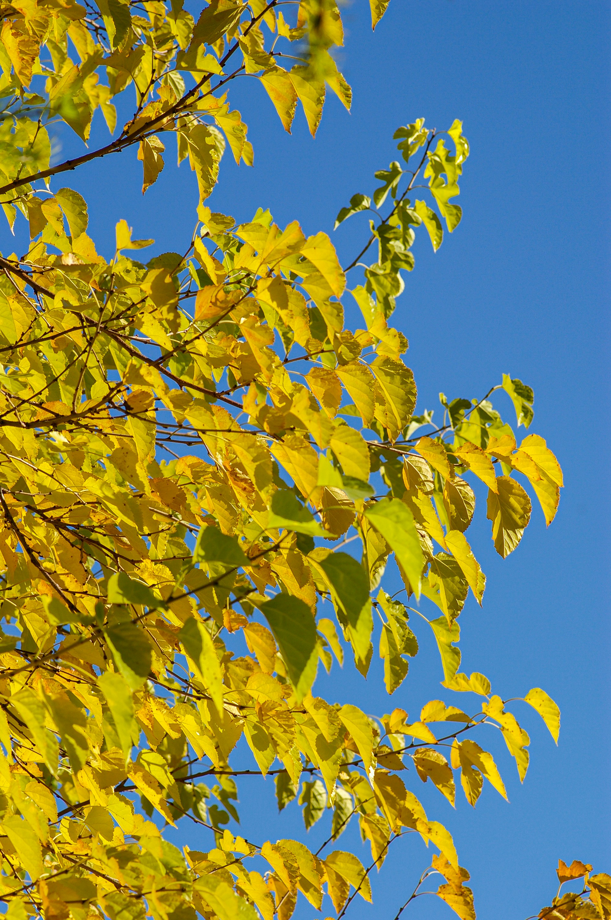 Yellow leaves on blue sky in autumn
