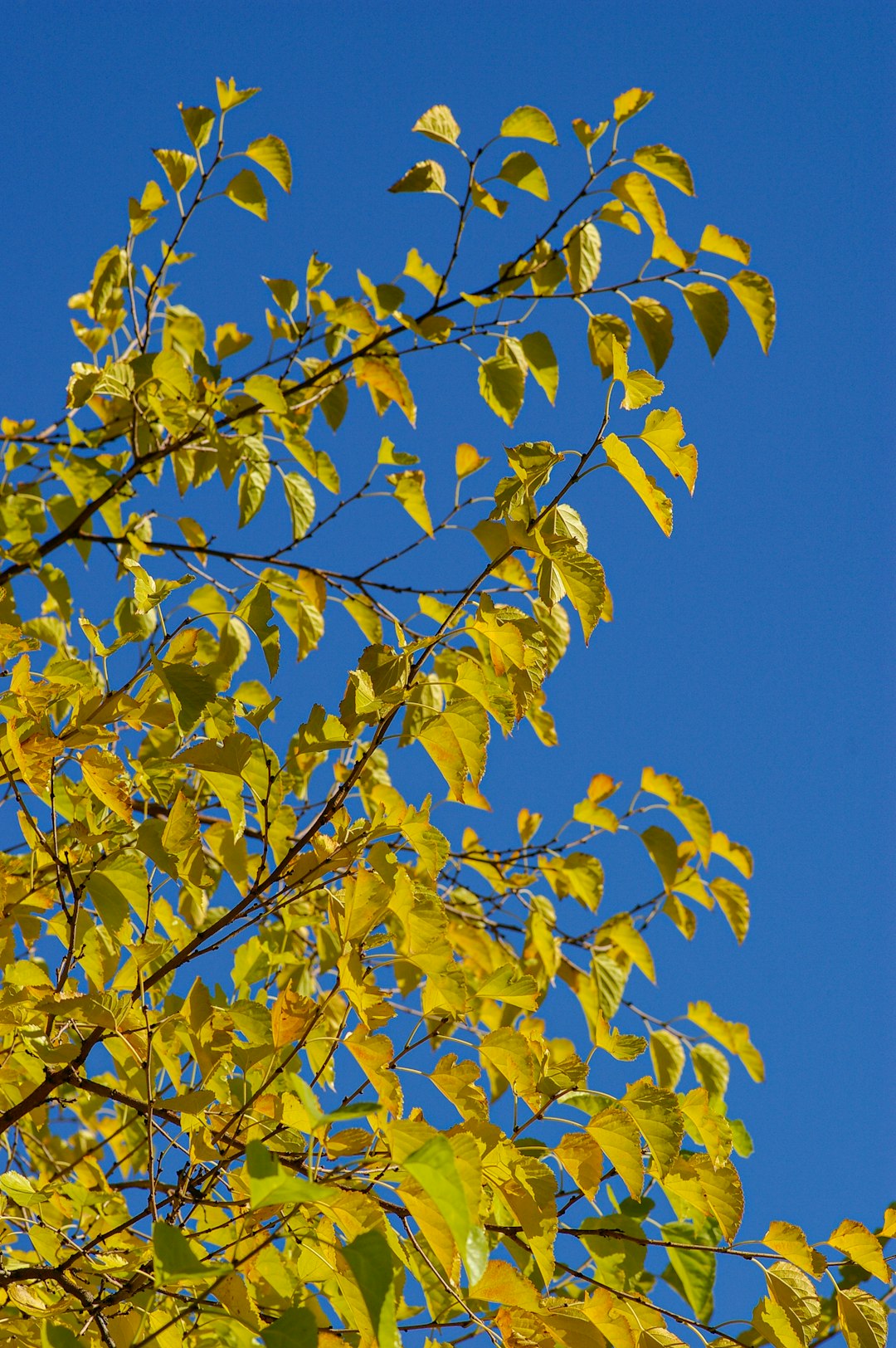 yellow leaves on tree branch