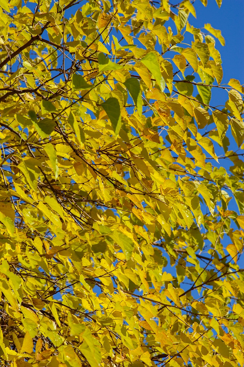 Golden autumn foliage against blue sky