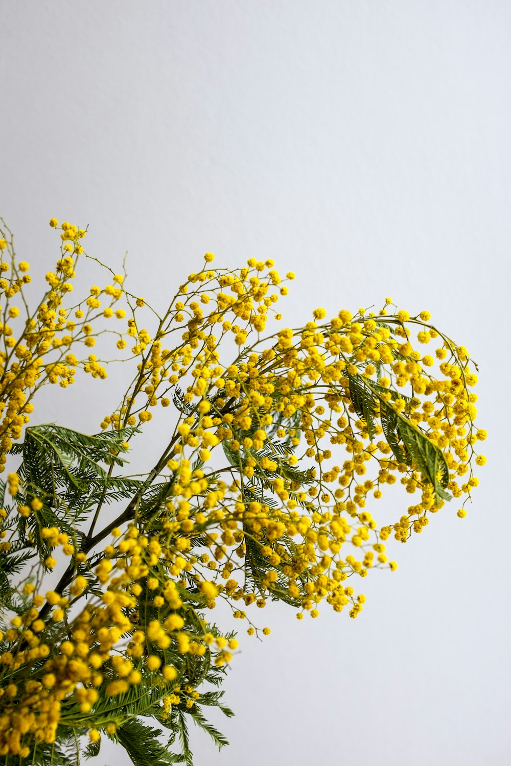 gelbe Blüten mit grünen Blättern