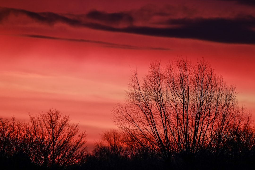 leafless tree under orange sky