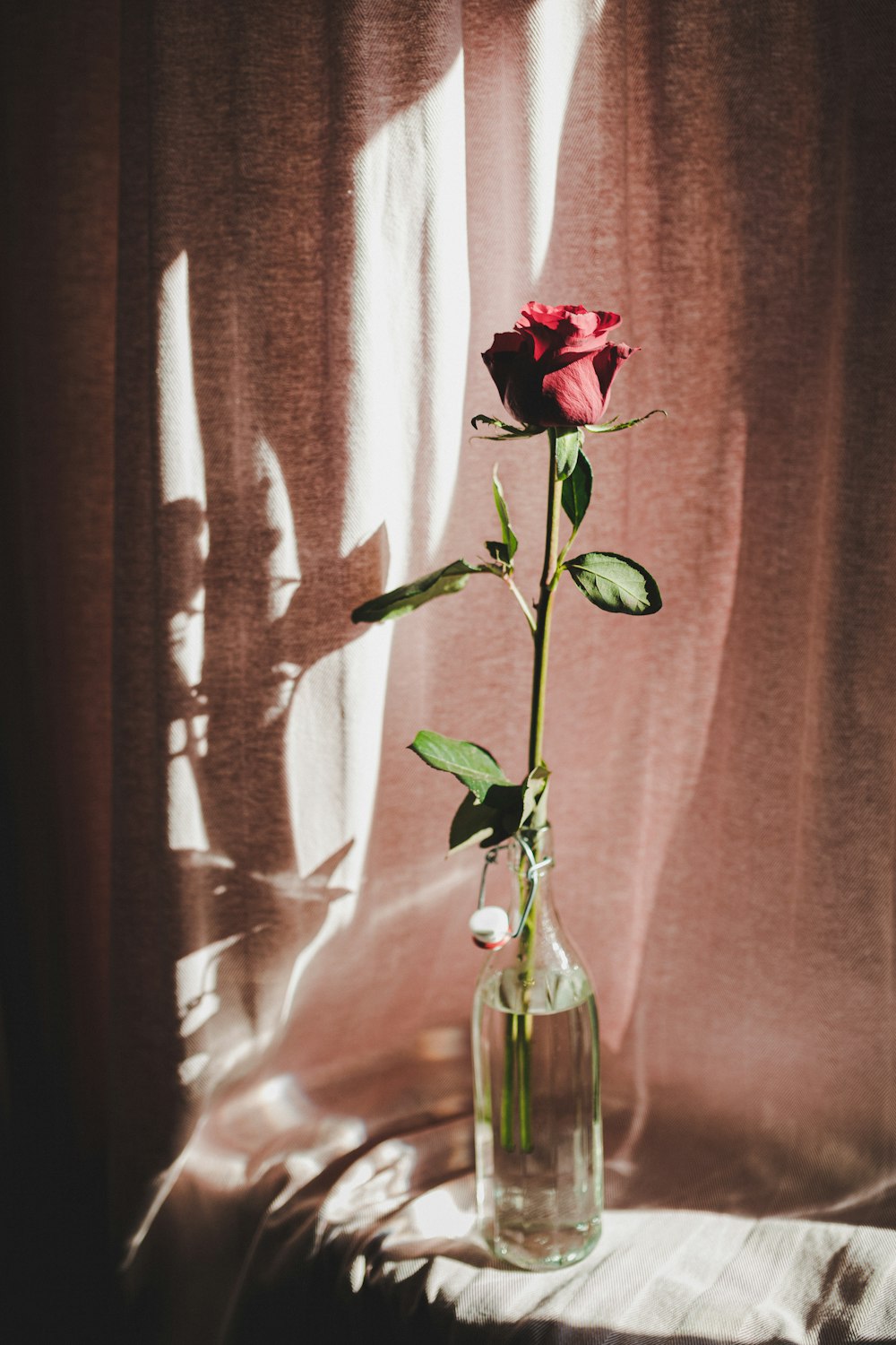 red rose in clear glass vase