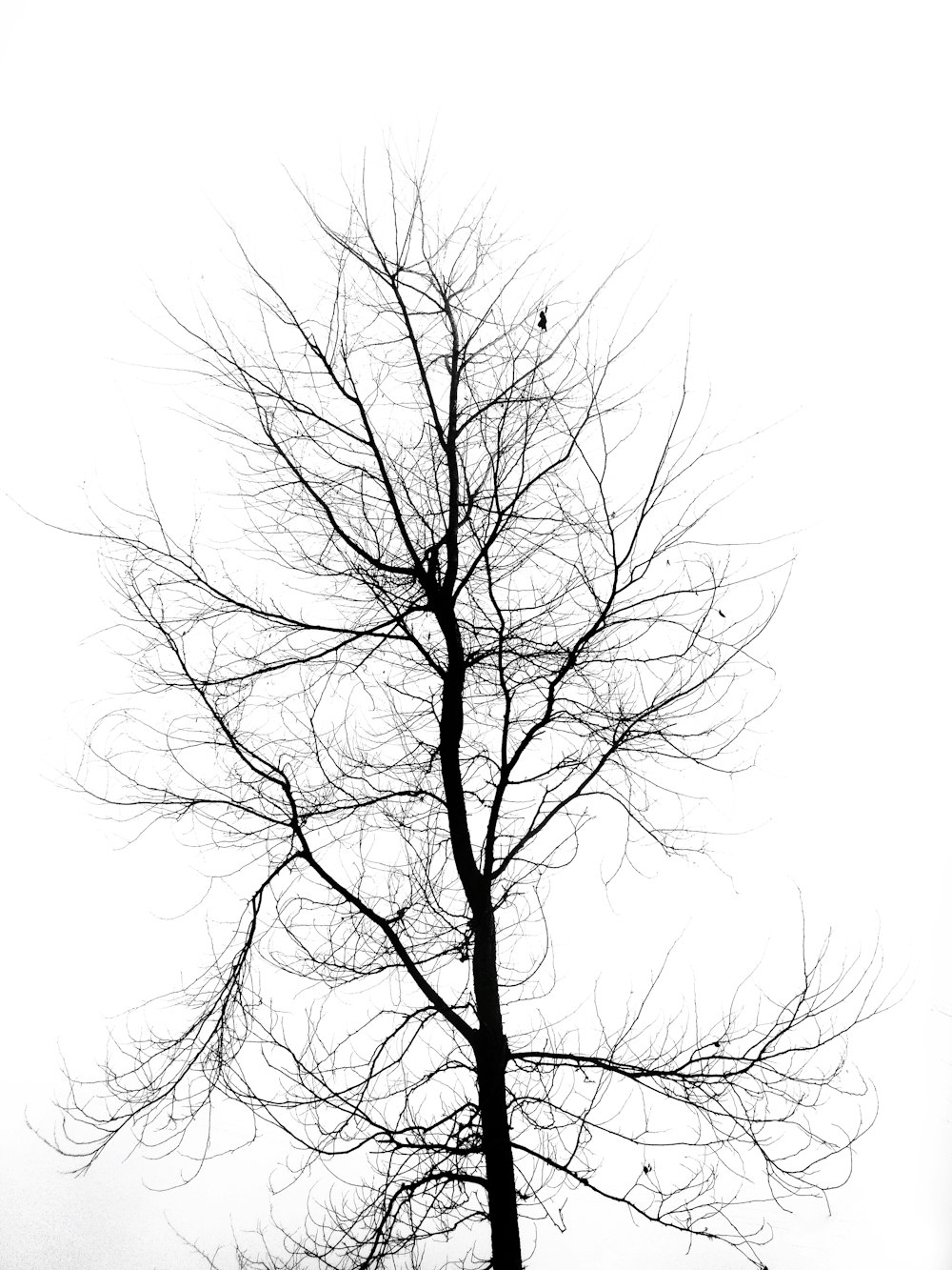 black leafless tree on white background