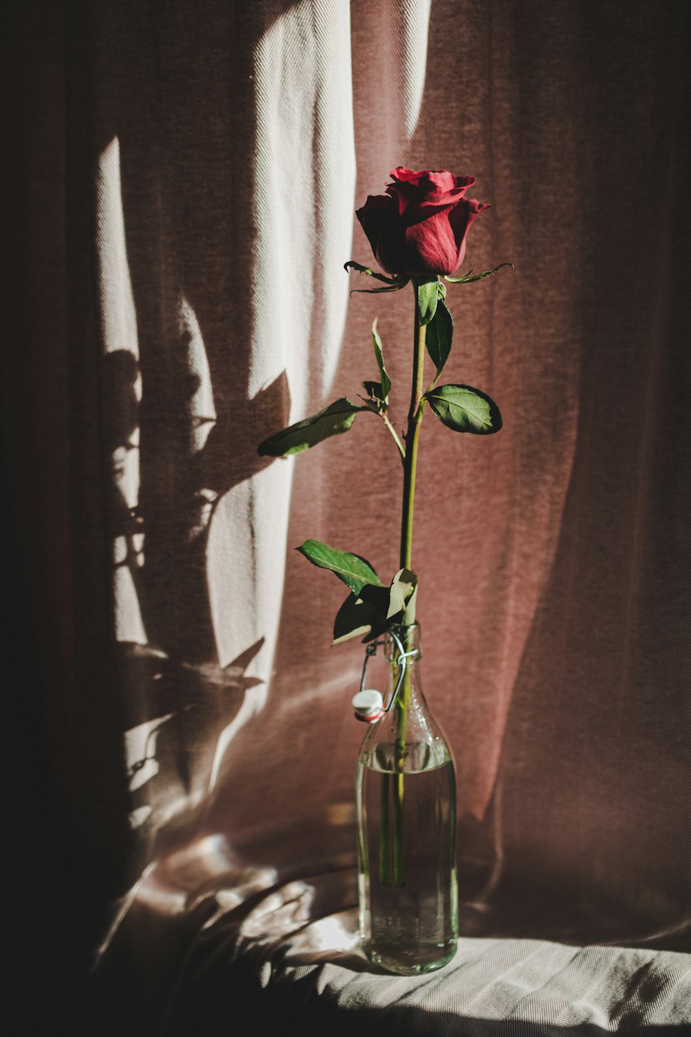 pink and green flower in clear glass vase