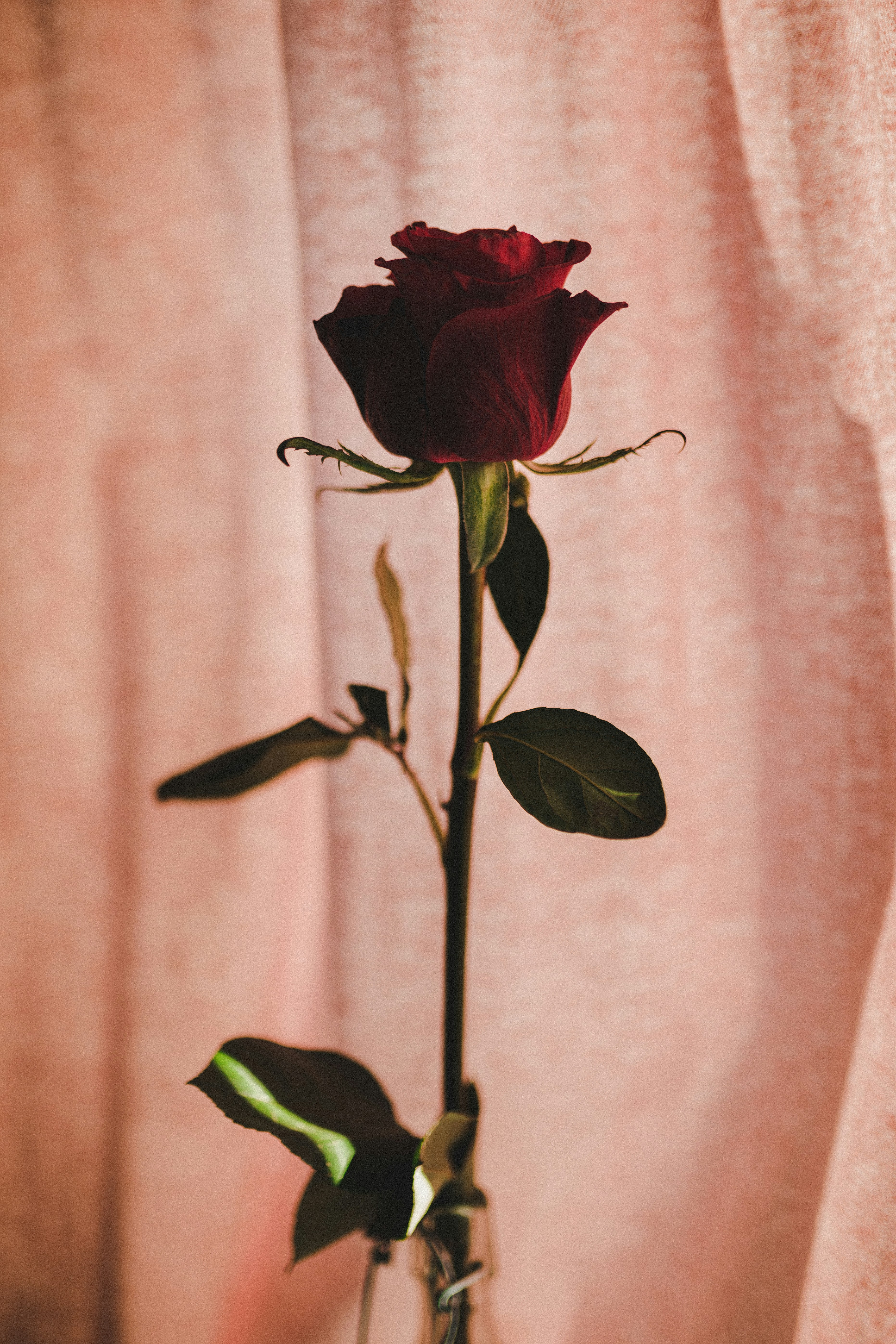 Photo by corina_rainer_