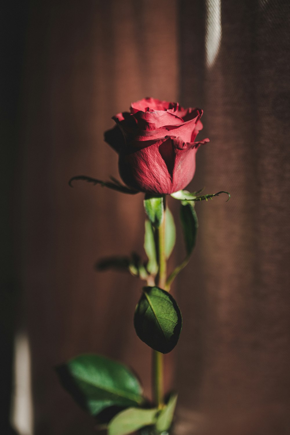 red rose in bloom close up photo