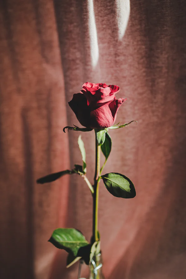Rose rouge en gros plan — le cœur rose de Damas et gardénia de Nina Rouge Crush de Nina Ricci chez Olara